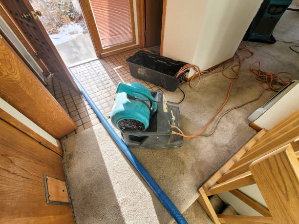Best Basement water damage restoration  in Saddlebrooke, AZ