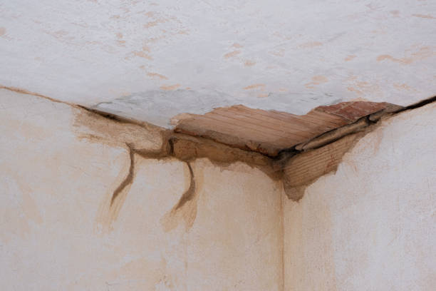 Best Flood damage cleanup  in Saddlebrooke, AZ